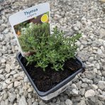 Dúška tymianová (Thymus Vulgaris) - kont. P9/P11